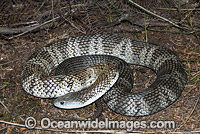 Tiger Snake Notechis scutatus Photo - Gary Bell