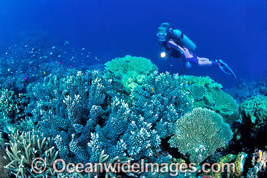 Scuba Diver photo Scuba Diver photo