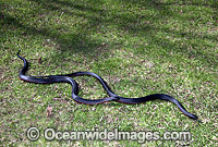 Red-bellied Black Snake Photo - Gary Bell