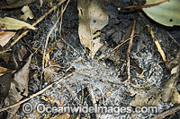 Web entrance of a Funnel-web Spider Photo - Gary Bell