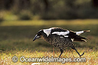 Magpie Gymnorhina tibicen Photo - Gary Bell