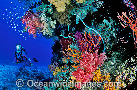Scuba Diver on Great Barrier Reef photo