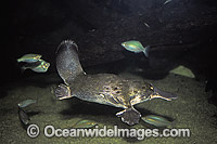 Platypus Photo - Gary Bell
