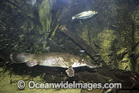 Duck-billed Platypus Ornithorhynchus anatinus Photo - Gary Bell