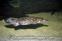 Platypus Ornithorhynchus anatinus Photo - Gary Bell