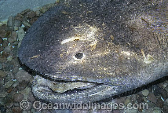 Megamouth Shark Megachasma pelagios dead speciman photo Megamouth Shark Megachasma pelagios dead speciman photo
