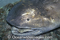 Megamouth Shark Megachasma pelagios dead speciman Photo - Gary Bell