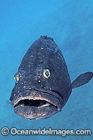 Black Cod Epinephelus daemelii Photo - Gary Bell