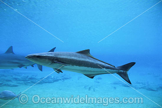 Black Kingfish Rachycentron canadum photo Black Kingfish Rachycentron canadum photo