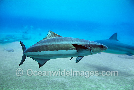 Black Kingfish Rachycentron canadum photo Black Kingfish Rachycentron canadum photo