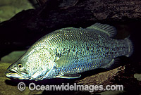 Estuarine Barramundi Lates calcarifer Photo - Gary Bell