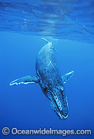 Humpback Whale calf underwater Photo - Gary Bell