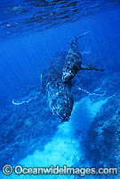 Humpback Whale mother with calf underwater Photo - Gary Bell