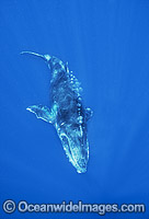 Humpback Whale calf underwater Photo - Gary Bell