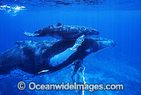 Humpback Whale mother with calf underwater Photo - Gary Bell