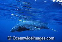 Humpback Whale calf underwater Photo - Gary Bell