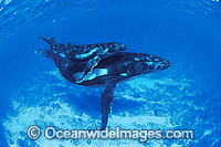 Humpback Whale mother with calf underwater Photo - Gary Bell