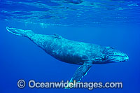 Humpback Whale calf underwater Photo - Gary Bell