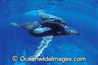 Humpback Whale mother with calf underwater Photo - Gary Bell