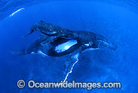 Humpback Whale mother with calf underwater Photo - Gary Bell