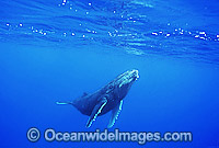 Humpback Whale calf underwater Photo - Gary Bell