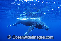 Humpback Whale calf underwater Photo - Gary Bell
