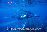 Humpback Whale mother with calf underwater Photo - Gary Bell