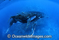 Humpback Whale mother with calf underwater Photo - Gary Bell