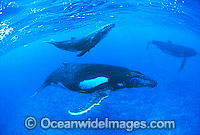 Humpback Whale mother calf underwater Photo - Gary Bell