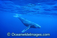 Humpback Whale calf underwater Photo - Gary Bell