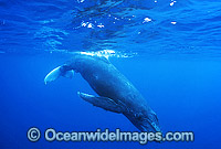 Humpback Whale calf underwater Photo - Gary Bell
