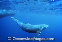 Humpback Whale mother with calf underwater Photo - Gary Bell