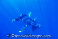 Humpback Whale mother calf underwater Photo - Gary Bell