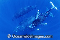 Humpback Whale mother calf underwater Photo - Gary Bell