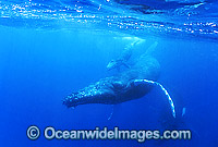 Humpback Whale mother with calf underwater Photo - Gary Bell