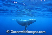 Humpback Whale calf underwater Photo - Gary Bell
