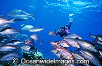 Snorkeler photographing Snapper Photo - Gary Bell