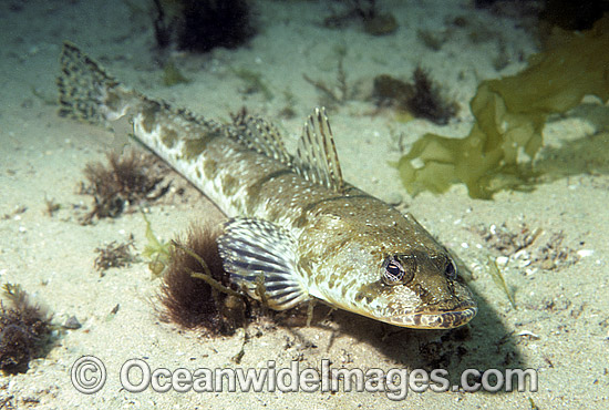 Sand Flathead Platycephalus bassensis photo Sand Flathead Platycephalus bassensis photo