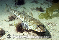 Sand Flathead Platycephalus bassensis Photo - Gary Bell