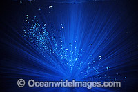 Rising bubbles underwater Photo - Gary Bell