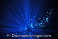 Underwater seascape bubbles Photo - Gary Bell