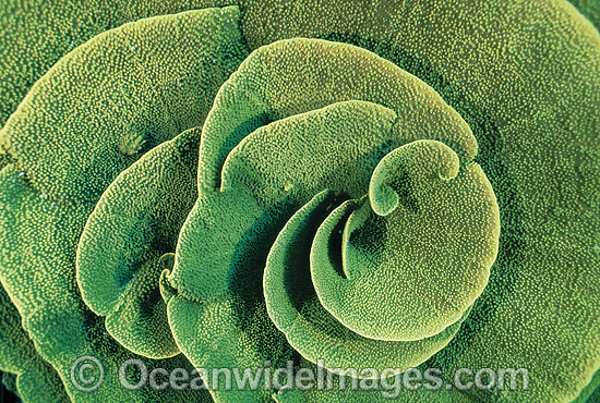 Vase Coral Turbinaria mesenterina photo Vase Coral Turbinaria mesenterina photo