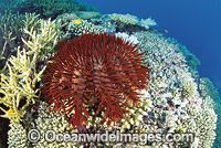 Crown-of-thorns feeding on Coral Photo - Gary Bell