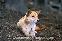 Dingo Canus dingo Photo - Gary Bell