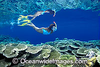 Snorkel Diver Coral reef Photo - Gary Bell