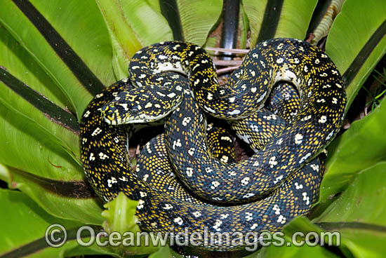 Diamond Python in a Birds Nest Fern photo Diamond Python in a Birds Nest Fern photo
