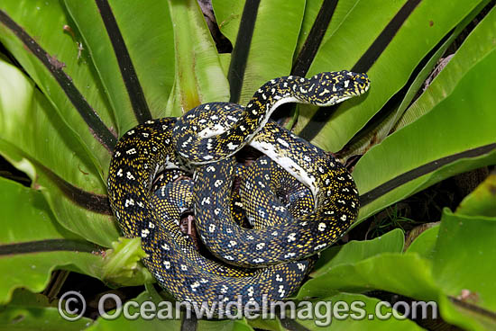 Diamond Python Morelia spilota spilota photo Diamond Python Morelia spilota spilota photo