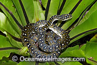 Diamond Python Morelia spilota spilota Photo - Gary Bell