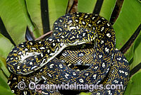 Diamond Python in a Birds Nest Fern Photo - Gary Bell