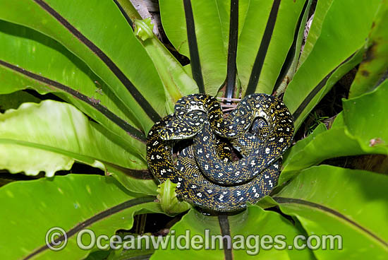 Diamond Python Morelia spilota spilota photo Diamond Python Morelia spilota spilota photo